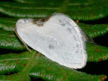 Cilix hispanica Perez de G adulte - �Philippe Mothiron