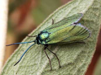 Jordanita hispanica Alberti adulte - �Daniel Morel