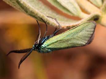 Jordanita hispanica Alberti adulte - �Daniel Morel