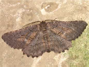 Nychiodes notarioi Exp. adulte - �Lionel Taurand