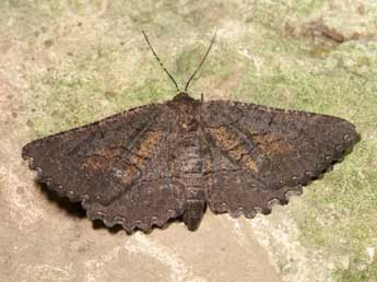 Nychiodes notarioi Exp. adulte - �Lionel Taurand