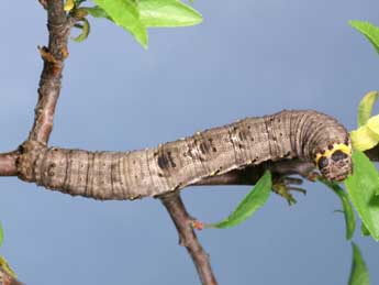  Chenille de Nychiodes notarioi Exp. - �Lionel Taurand