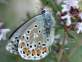 Lysandra hispana H.-S. adulte - �Daniel Morel