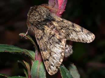 Apocheima hispidaria D. & S. adulte - �Philippe Mothiron