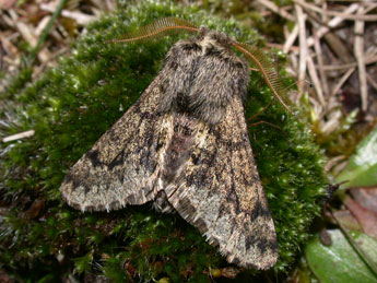 Apocheima hispidaria D. & S. adulte - �Philippe Mothiron