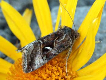 Syngrapha hochenwarthi Hochenwart adulte - �Daniel Morel