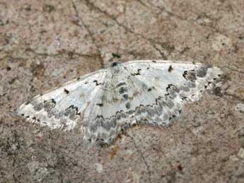 Scopula honestata Mab. adulte - �Patrick Rosset