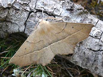 Gerinia honoraria D. & S. adulte - �Daniel Morel