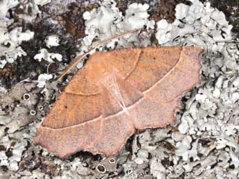 Gerinia honoraria D. & S. adulte - �Philippe Mothiron