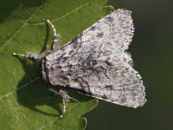 Raphia hybris Hb. adulte - �Daniel Morel