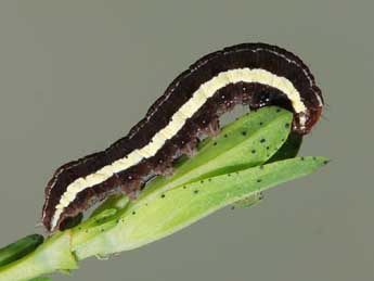  Chenille de Chloantha hyperici D. & S. - �Samuel Ducept