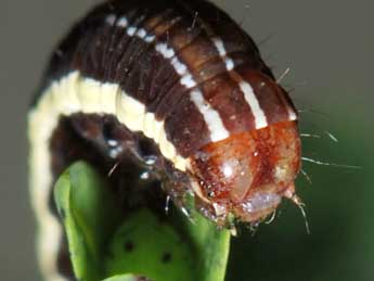  Chenille de Chloantha hyperici D. & S. - �Samuel Ducept