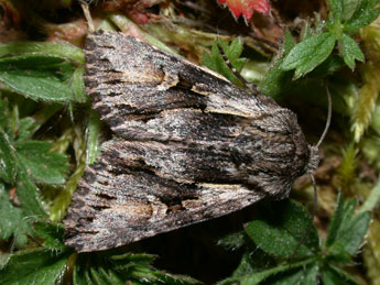 Chloantha hyperici D. & S. adulte - �Philippe Mothiron