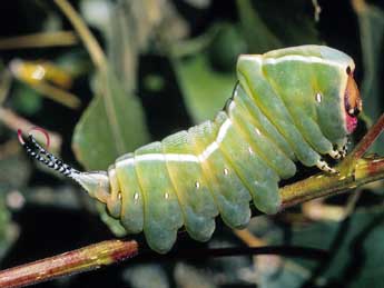  Chenille de Cerura iberica Ort. & T. - �Serge Wambeke