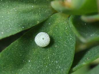  Oeuf de Polyommatus icarus Rott. - �Philippe Mothiron