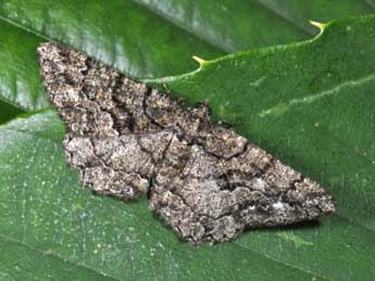 Peribatodes ilicaria Gey. adulte - �Philippe Mothiron