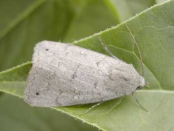 Clytie illunaris Hb. adulte - �Christophe Germain