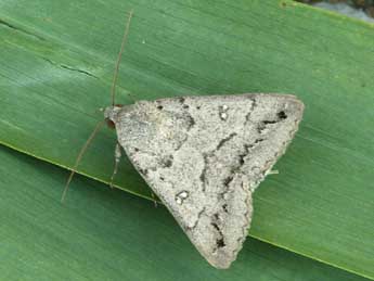 Clytie illunaris Hb. adulte - �Daniel Morel