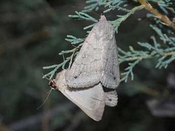 Clytie illunaris Hb. adulte - �David Demerges