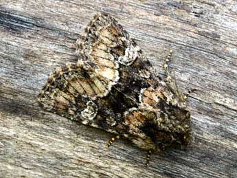 Apamea illyria Frr adulte - �Daniel Morel