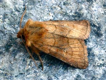 Eriopygodes imbecilla F. adulte - �Daniel Morel