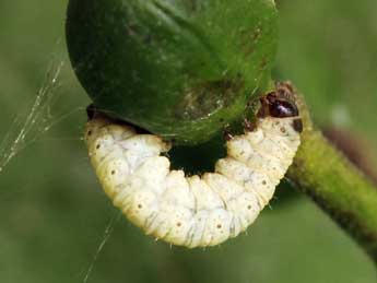  Chenille de Eupithecia immundata L. & Z. - �Daniel Morel