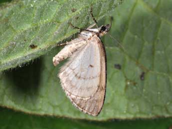 Hydriomena impluviata D. & S. adulte - �Philippe Mothiron