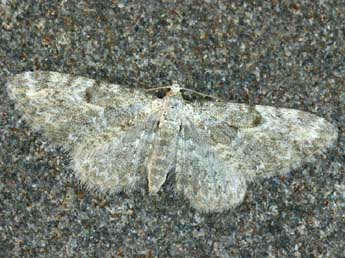 Eupithecia impurata Hb. adulte - �Daniel Morel