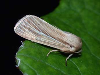 Mythimna impura Hb. adulte - �Philippe Mothiron