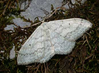 Scopula incanata L. adulte - �Philippe Mothiron