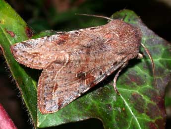 Orthosia incerta Hfn. adulte - �Philippe Mothiron