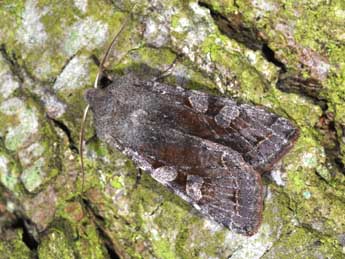 Orthosia incerta Hfn. adulte - �Philippe Mothiron