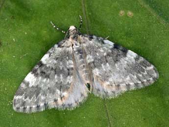 Perizoma incultaria H.-S. adulte - �Daniel Morel