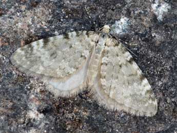 Perizoma incultaria H.-S. adulte - �Daniel Morel