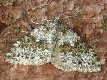 Entephria infidaria Lah. adulte - �Daniel Morel