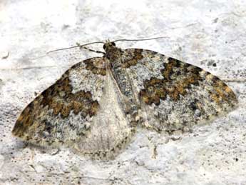 Entephria infidaria Lah. adulte - �Daniel Morel