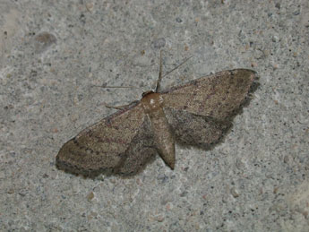 Idaea infirmaria Rbr adulte - �Philippe Mothiron