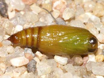  Chrysalide de Eupithecia innotata Hfn. - �Lionel Taurand