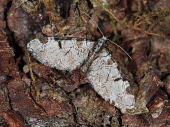 Eupithecia insigniata Hb. adulte - �Samuel Ducept