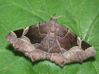 Zethes insularis Rbr adulte - �Philippe Mothiron