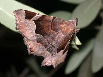 Zethes insularis Rbr adulte - �Philippe Mothiron