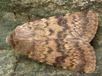 Standfussiana insulicola Trti adulte - �Herv� Guyot