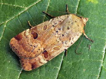 Noctua interposita Hb. adulte - �Daniel Morel