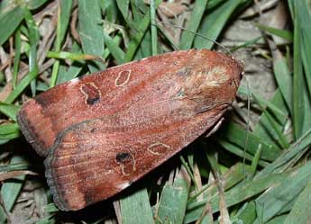 Noctua interposita Hb. adulte - �Philippe Mothiron