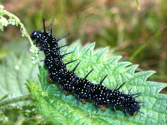  Chenille de Aglais io L. - �Philippe Mothiron