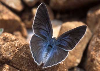 Glaucopsyche iolas O. adulte - �Tristan Lafranchis