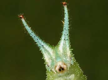  Chenille de Apatura iris L. - �Serge Wambeke