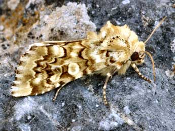 Hadena irregularis Hfn. adulte - �Daniel Morel