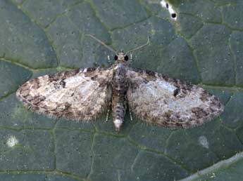 Eupithecia irriguata Hb. adulte - �J�r�me Barbut
