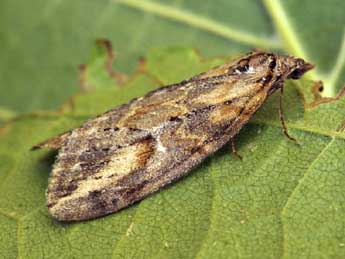 Chesias isabella Schaw. adulte - �Daniel Morel